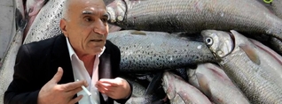 Կառավարությունը  ճար չունի, պիտի աջակցի. հարցում` ձկնաբույծների խնդիրների մասին