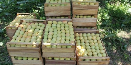 Հունիսի 1-ից հուլիսի 19-ը Հայաստանից արտահանվել է 7,654 տոննա ծիրան․ Պապոյան