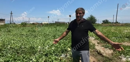 Երասխահուն բնակավայրում գյուղացու քրտինքով աճեցված բերքը հողին է հավասարեցվել
