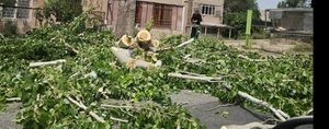 Երևանում մի տղամարդ հատում է երիտասարդ բարդին