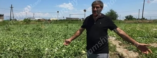 Երասխահուն բնակավայրում գյուղացու քրտինքով աճեցված բերքը հողին է հավասարեցվել