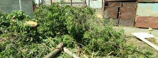 Ապօրինի ծառահատումների դեպքով ԲԸՏՄ-ն հաղորդում է ներկայացրել Քննչական կոմիտե