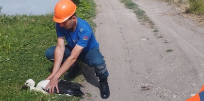 Վիրավոր արագիլի ձագը տեղափոխվել է կենդանիների պաշտպանության հիմնադրամ