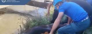 Փրկարարները կենդանուն դուրս են բերել ջրանցքից