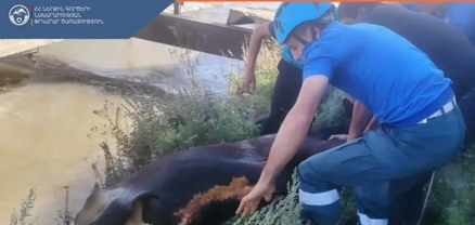 Փրկարարները կենդանուն դուրս են բերել ջրանցքից