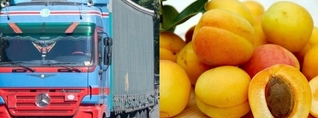 Իսպանիա հասած հայկական ծիրանի ամբողջ խմբաքանակը փչացել է. պիտանի չէ իրացման