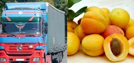 Իսպանիա հասած հայկական ծիրանի ամբողջ խմբաքանակը փչացել է. պիտանի չէ իրացման