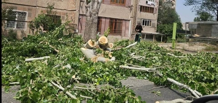 Երևանում մի տղամարդ հատում է երիտասարդ բարդին