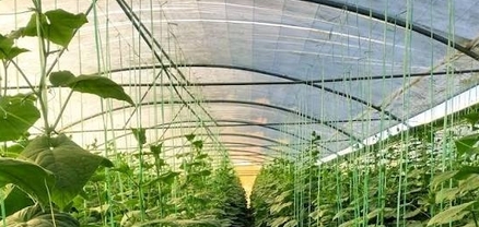 Նոր ծրագիր՝ 1 հա և ավելի ջերմատնային տնտեսություններ ունեցող տնտեսվարողներին աջակցելու համար