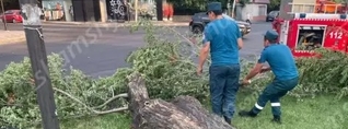 Մալաթիա-Սեբաստիա վարչական շրջանում արմատից փտած հերթական ծառն է տապալվել