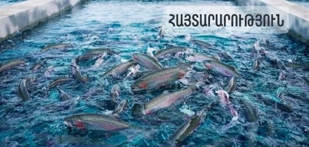 Արաբական Միացյալ Էմիրություններ է արտահանվել 60 տոննա ձուկ և ձկնամթերք․ ՍԱՏՄ