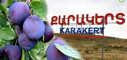 1000 տոննա սալորի ճակատագիրը. Քարակերտում սպասում են արտահանողների հետ հանդիպմանը