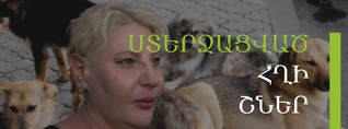 Կեղծ պիտակներ և ստերջացված ու հղի շներ