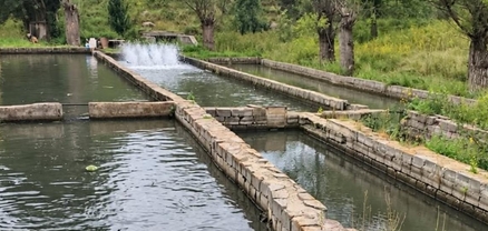 Լոռիում կասեցվել է ձկնաբուծարանի ապօրինի ջրառը. ԲԸՏՄ