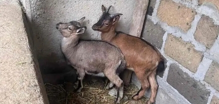 Քաղաքացու բակում հայտնաբերվել է կարմիրգրքյան բեզոարյան այծի 2 առանձնյակ․ նյութերն ուղարկվել է ՔԿ