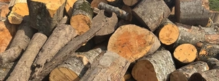 Էկոպարեկային ծառայությունը Տավուշում ապօրինի ծառահատման դեպք է բացահայտել