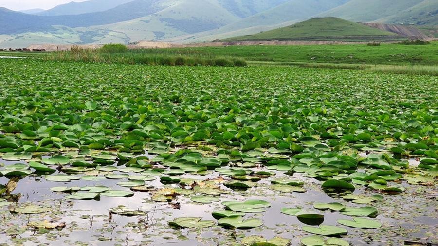 Ջրաշուշանների լճի մոտ, վաճառում են Կարմիր գրքում գրանցված ծաղիկը